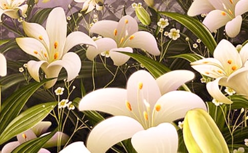 《百合花开》说课稿
