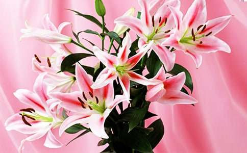 百合花开优秀教学设计