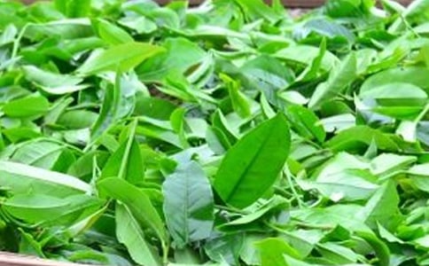 茶叶营销策划书(14篇)