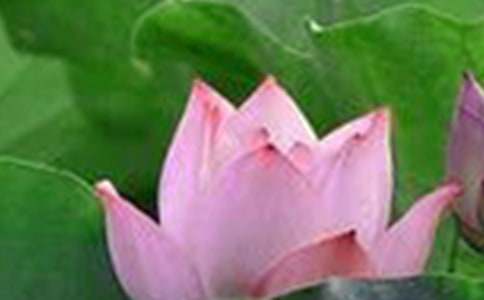 荷花教案模板汇编九篇