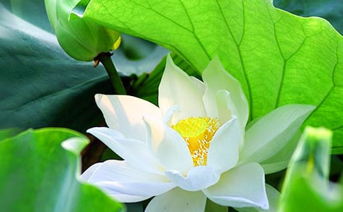 荷花教学反思(15篇)