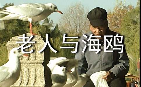 老人与海鸥教案教学方案