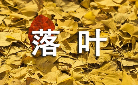 失落叶的语录汇编30条