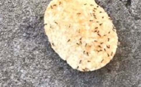 大班手印画教案地里的蚂蚁窝