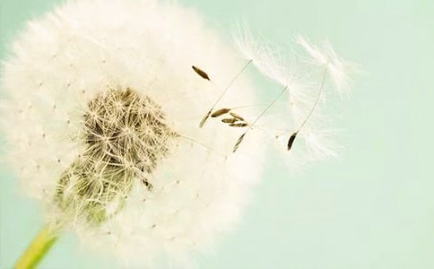 蒲公英的梦教学反思11篇