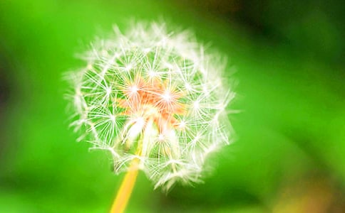 《蒲公英》教学反思(15篇)