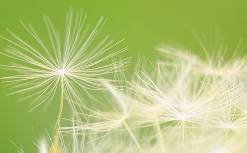 蒲公英的梦教学反思