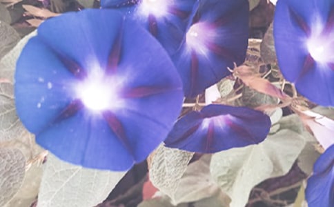《丁丁和牵牛花》教学设计
