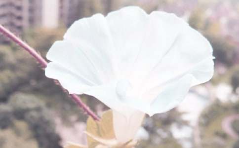 竹篱笆和牵牛花教案