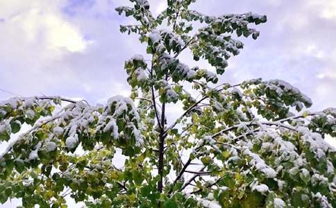 下雪了教案15篇