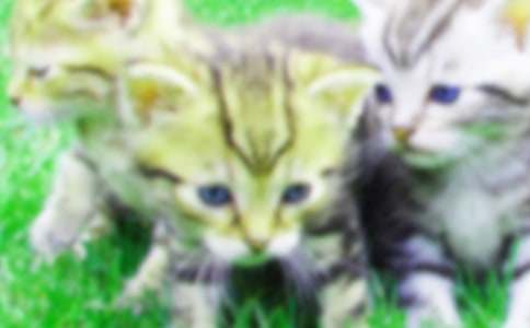 小班教案小猫