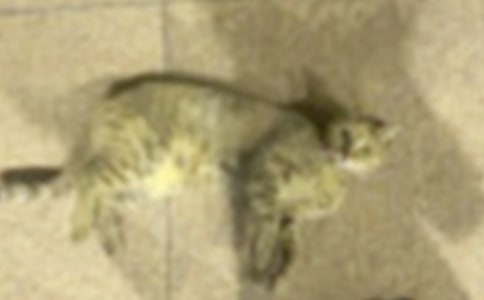 卡罗尔和她的小猫教学设计