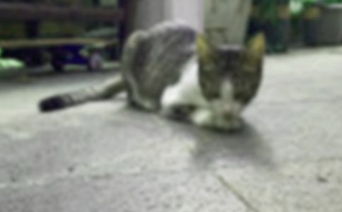 《卡罗尔和她的小猫》教学设计