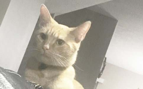 小猫的故事教案及教学反思