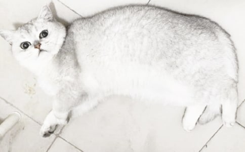课文《小猫刮胡子》教学设计