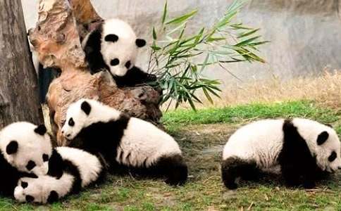 小班语言教案熊猫请客