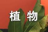 植物妈妈有办法教学反思