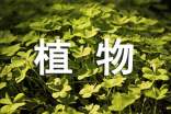 《植物妈妈有办法》教学设计