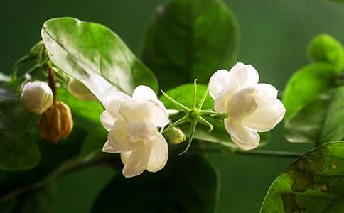 《茉莉花》教案(通用16篇)
