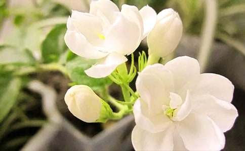 (优选)《茉莉花》教案15篇