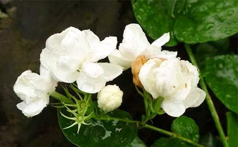 歌曲 《茉莉花》教学设计(精选13篇)