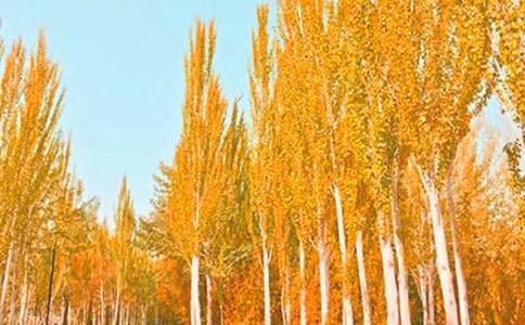 ���������ޡ���ѧϰ����