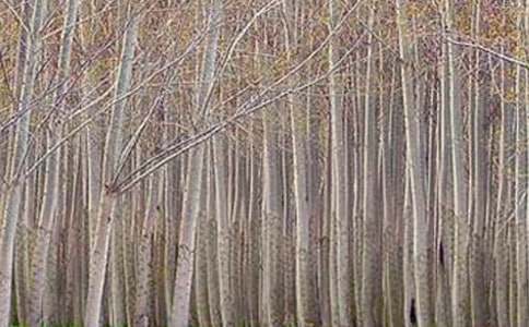 (精品)《白杨》教学设计