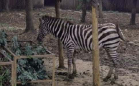 文明礼让斑马线倡议书9篇