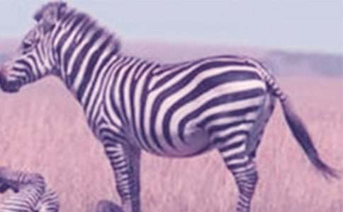 �������ð����߳�����(�ϼ�15ƪ)