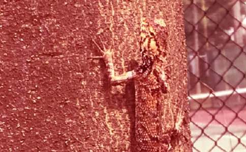 ��С�ڻ���β�͡�˵�θ�