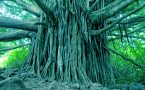 大树的故事教学反思12篇