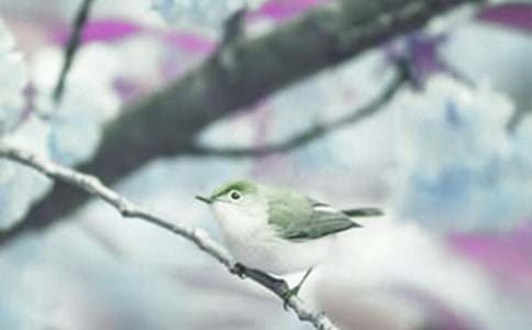 ������ϡ��ֲ�ﳫ����