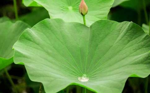 ��ҶԲԲ˵�θ�