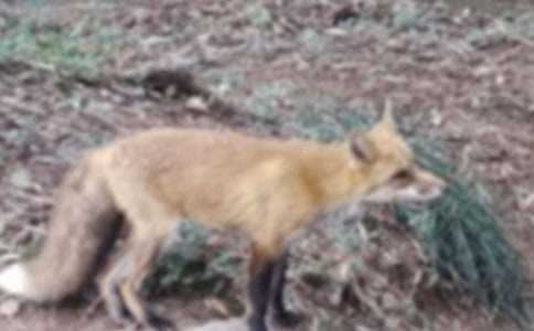 大班语言活动教学设计狐狸和乌鸦反思