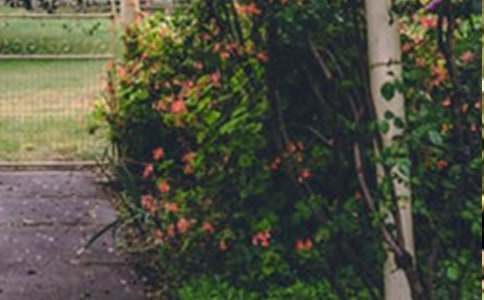 �����˵Ļ�԰����ѧ��˼15ƪ