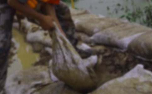 ������ֳ�����