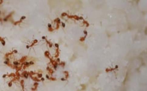 《上天的蚂蚁》教学设计