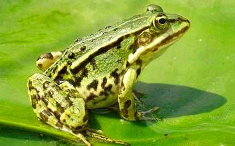 �������ܵĳ�����(12ƪ)