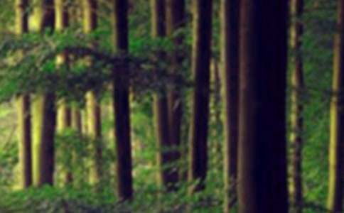 ɭ�ַ���ĳ�����(15ƪ)