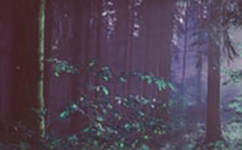 ɭ�ֹ����ƻ�����ѡ8ƪ��