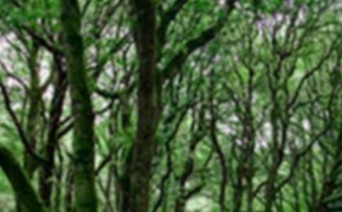 ɭ�ַ������������������11ƪ��