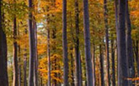 【推荐】保护森林的建议书3篇