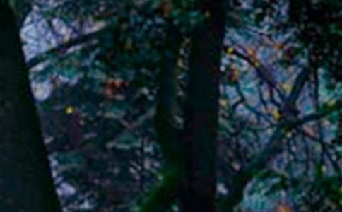 ɭ�ַ�������