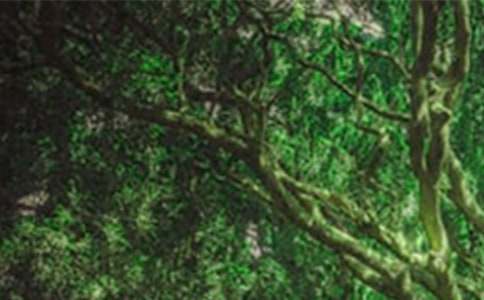 ɭ�ֲ�ԭ��������