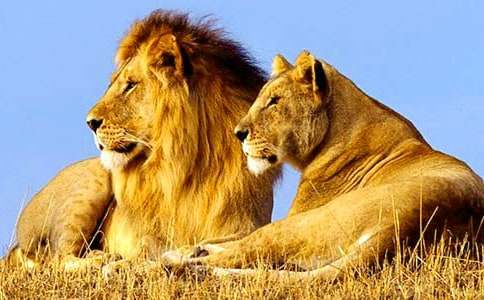 ��Сʨ�Ӱ���ɯ����ѧ���