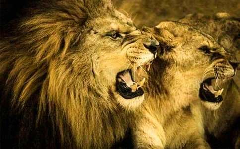 ��ֻСʨ��˵�θ�