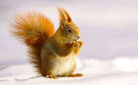 ������ɹ�˵�θ�7ƪ