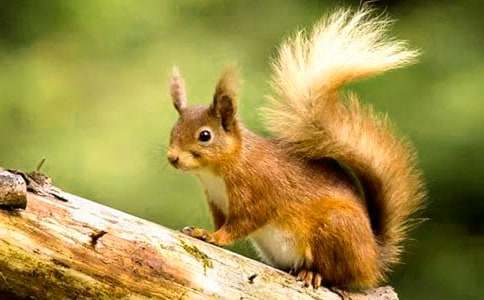 ���ܽ�����������˵�θ�