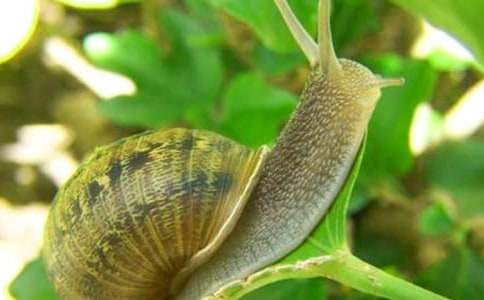 ������ţ������