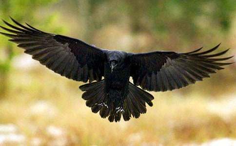 乌鸦喝水的说课稿